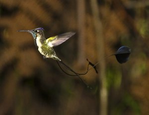 Marvelous Spatuletail (male)