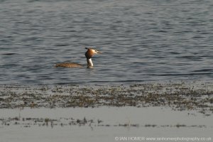 Great Crested Grebe, full breeding plumage