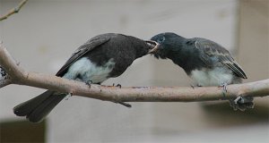 Black Phoebe feeding baby