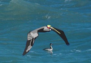 Brown Pelican over Horned Grebe