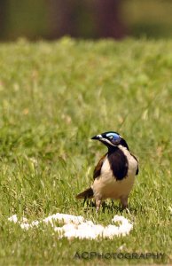 Blue-faced Honeyeater, adult