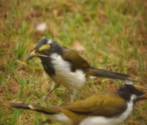 Blue-faced Honeyeater, juvenile