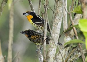 Gilded Barbet (male top, female below)