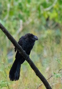 Smooth-billed Ani