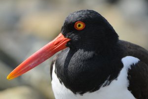 American Oystercatcher