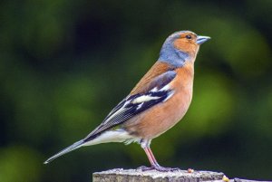 Bullfinch