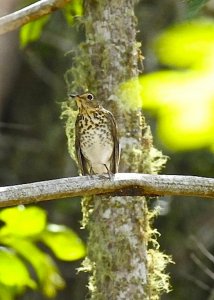 Swainson's Thrush