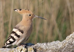 Eurasian Hoopoe