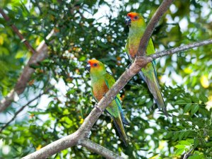 Golden-capped Parakeet