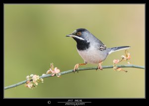 Ruppell's Warbler