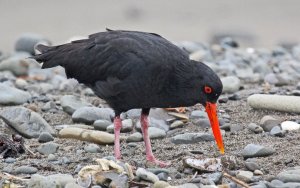 Variable Oystercatcher