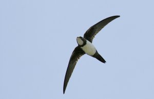 Alpine Swift