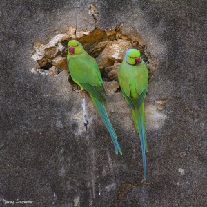 Pair of Rose-ringed Parakeet