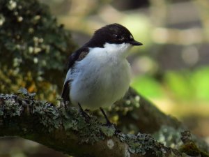 Pied flycatcher