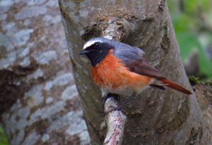 Redstart