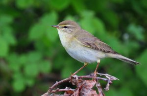 willow warbler