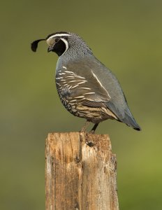 California Quail (Male)