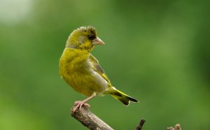 greenfinch