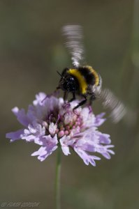 Bumble bee landing