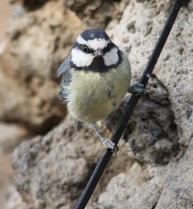 African Blue Tit