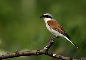 shrike but which one ?