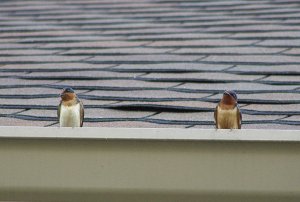 Barn Swallows, North American subspecies