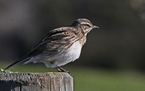 New Zealand Pipit