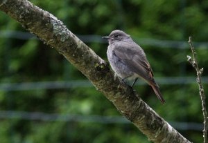 Juvenile Black Redstart