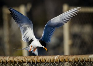 Forster's Tern Diving