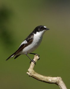 Pied Flycatcher