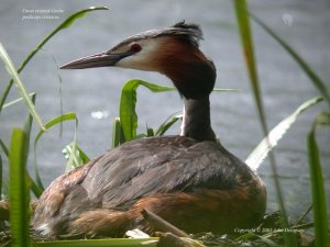 Great Crested Grebe