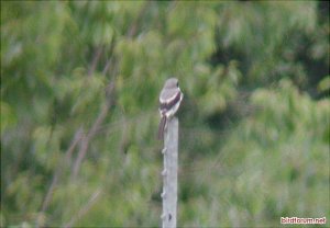 Northern Shrike??????