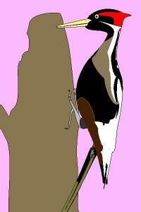 Ivory-billed Woodpecker study