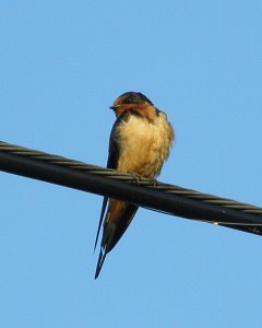 Male Barn Swallow, North American