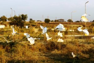 Little Egrets