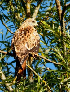 Red Kite