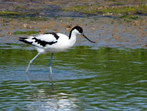 Avocet