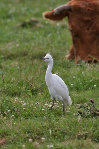 Juvenile Cattle Egret