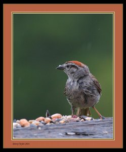 Soggy Sparrow