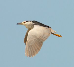 Black-Crowned Night Heron