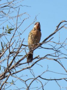 Spiny-cheeked Honeyeater