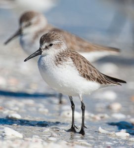 Western sandpiper