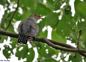 Eurasian Cuckoo