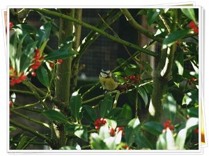 my bluetits.