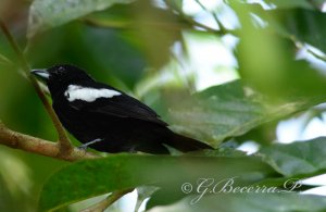 White-shouldered Tanager