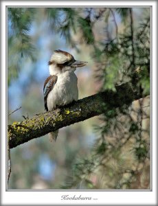 Kookaburra (Dacelo novaeguineae)