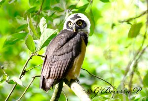 Spectacled Owl (Pulsatrix perspicillata)