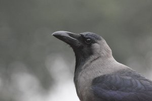 House Crow