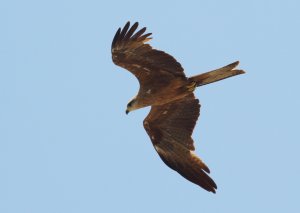 Black Kite 2