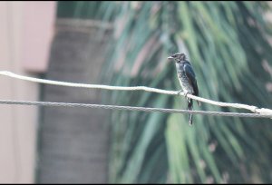 White Bellied Drongo